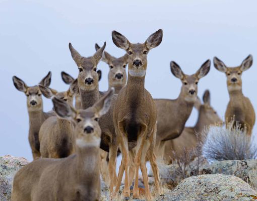 Group of mule deer in natural habitat