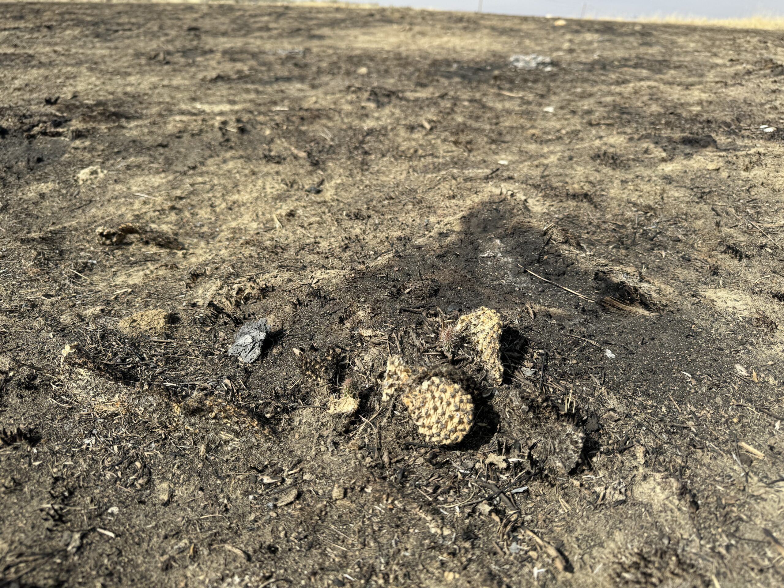 Remnants of burned vegetation in a wildlife habitat