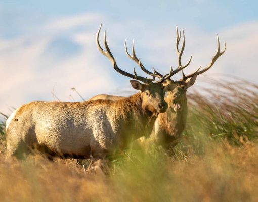 Two mule deer bucks standing in a grassy field