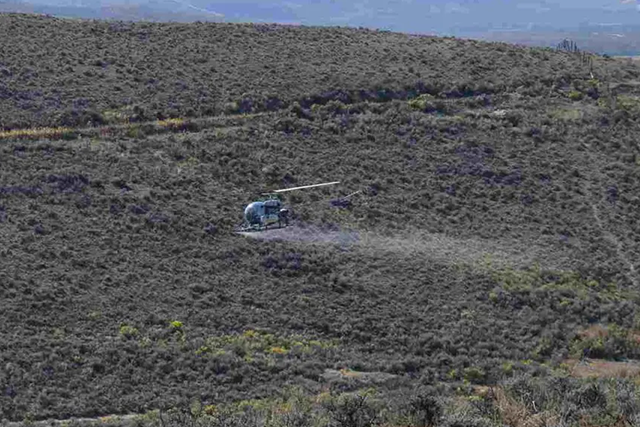 Volunteers planting vegetation in a sagebrush habitat