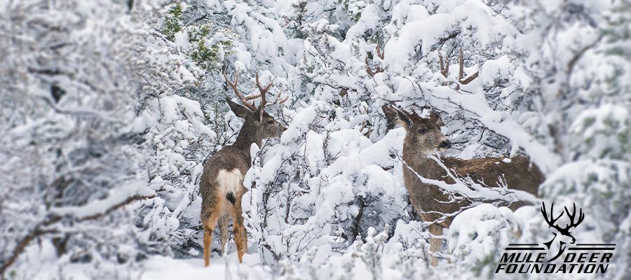 Two mule deer bucks in a snowy forest setting.