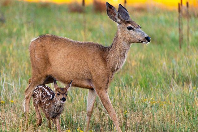 Mule deer buck grazing in a grassland at sunset