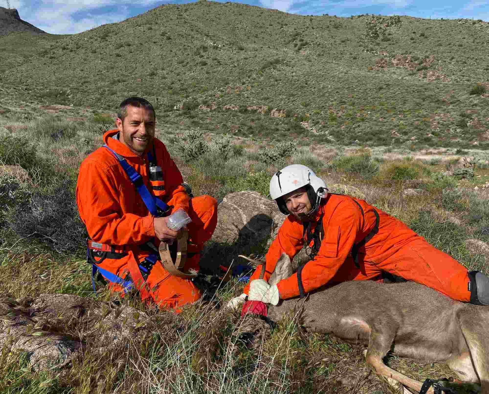 Researchers applying a collar to a mule deer in a mountainous setting.