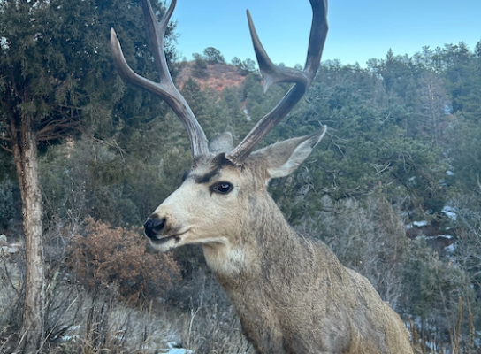 Great news! More hunting opportunities are coming!