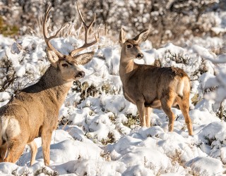 Mule deer buck and doe in a snowy landscape
