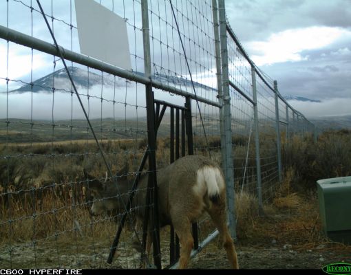 A mule deer navigating a fence in a natural landscape.