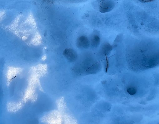 Tracks left in the snow showing wildlife presence.