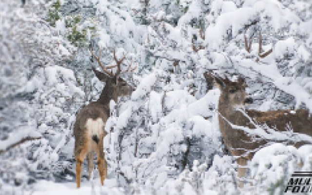 Two mule deer bucks in a snowy forest setting