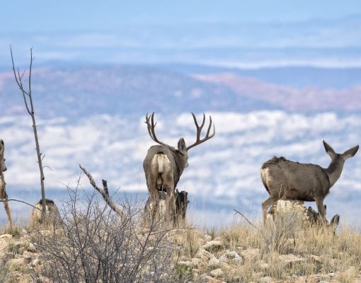 Group of mule deer in a mountainous landscape