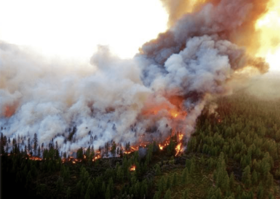 Wildfire burning through a forest area with smoke and flames.
