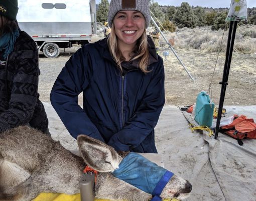 Volunteer engaging in mule deer research in the field.