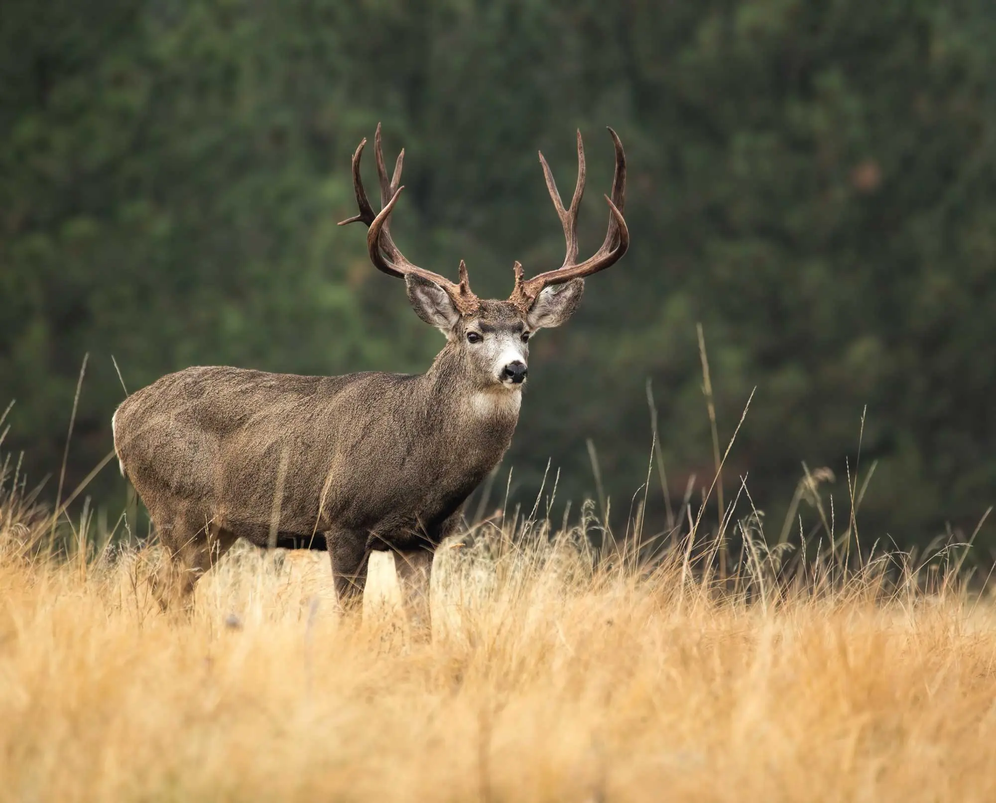 Mule deer buck standing in a grassy meadow.