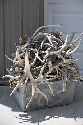 A pile of shed deer antlers in a container.
