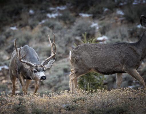 Mule deer buck and doe grazing in sagebrush habitat.