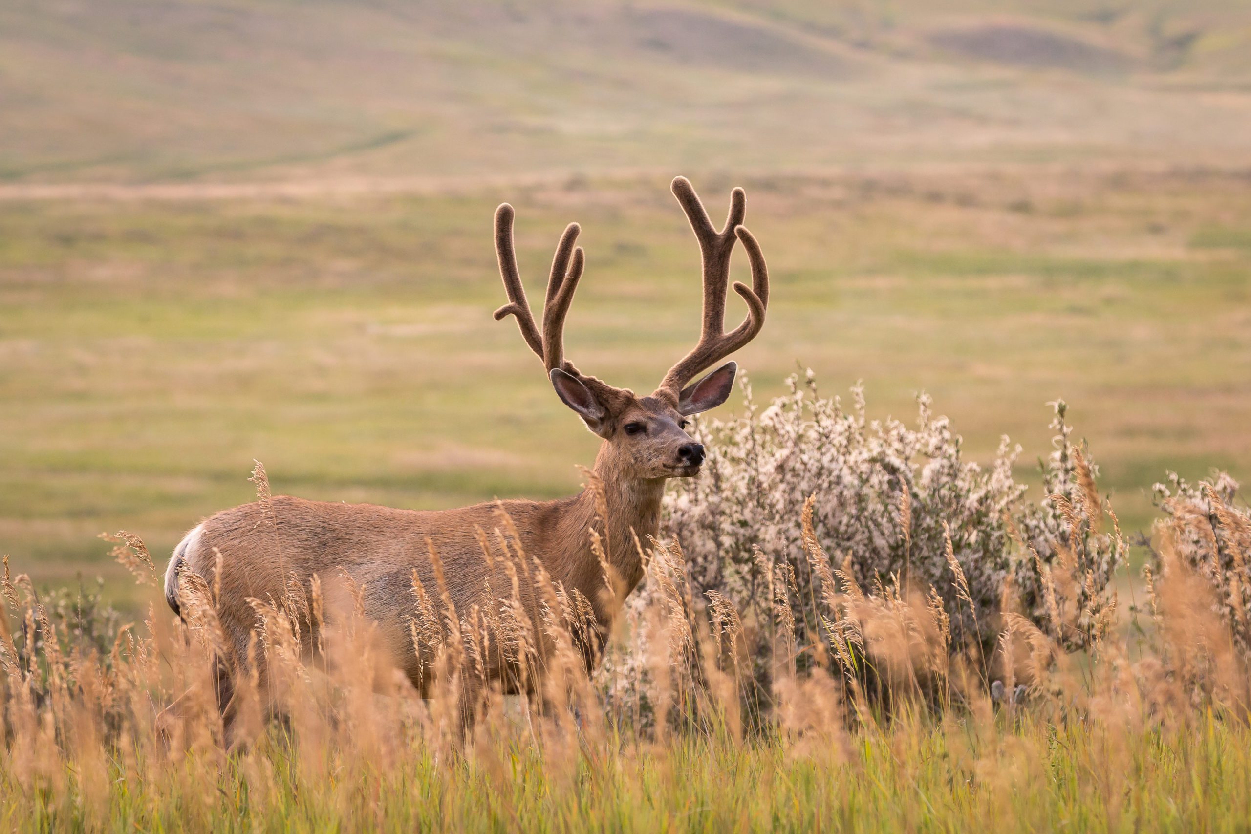 About the Mule Deer Foundation, Founding, and Timeline
