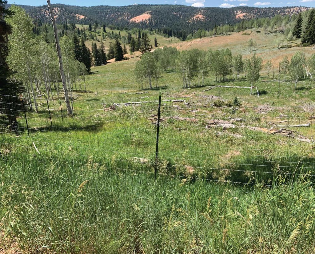 Post Treatment for aspen site enhancement with good understory recovery