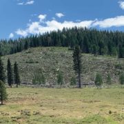 A forestry management area in Utah