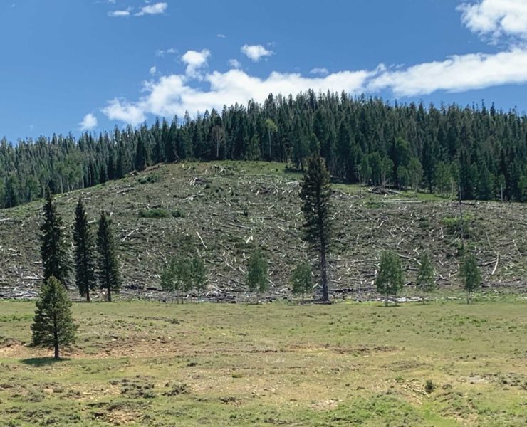 A forestry management area in Utah