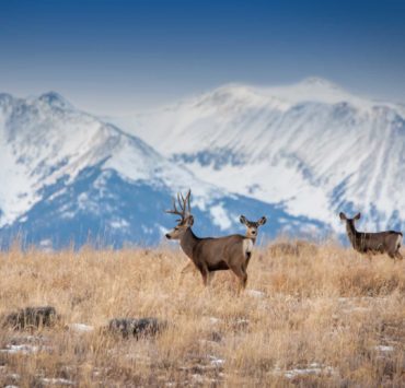 Mule deer stand in front of the Rocky Mountains out West