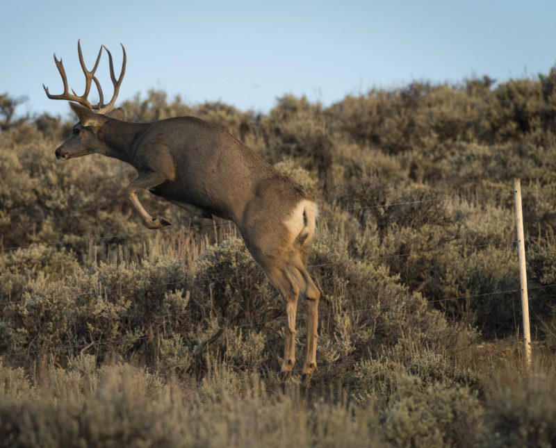Wildlifefriendly Fencing Mule Deer Foundation