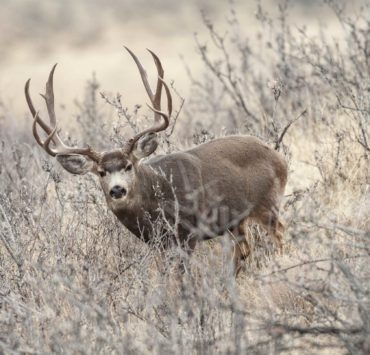 South Dakota-MDF Movie Festival - Mule Deer Foundation