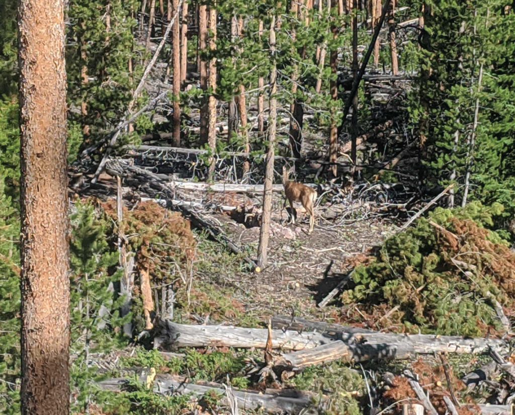 Post Treatment—Hand-Cut and Pile with adult mule deer doe in center of treated area.