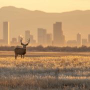 A mule deer stands with the large city of Denver in the background
