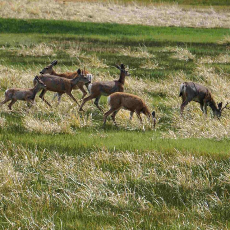 Migration Corridors are a Priority in Mule Deer Conservation