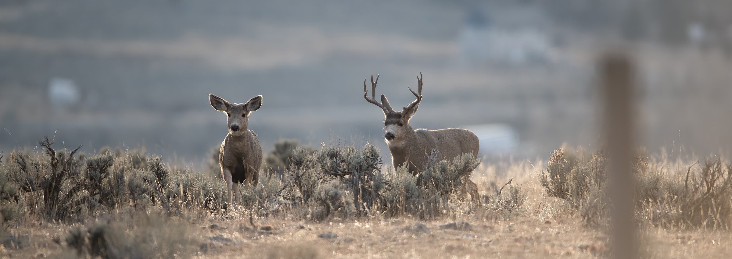 Mule Deer and Back-tailed Deer Articles, Podcasts, and Videos