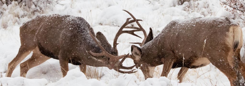 Even though the rut offers a window of opportunity, success still depends on preparation. Start by identifying traditional migration corridors and winter range. In Colorado’s high country or Wyoming’s Red Desert, focus on terrain funnels: saddles, benches, and draws that connect summer and winter habitats. In Utah and Montana, glass south-facing slopes and lower ridges where deer often pause on their way down.