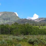 woodlands in Uinta Wasatch national forest