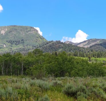 woodlands in Uinta Wasatch national forest