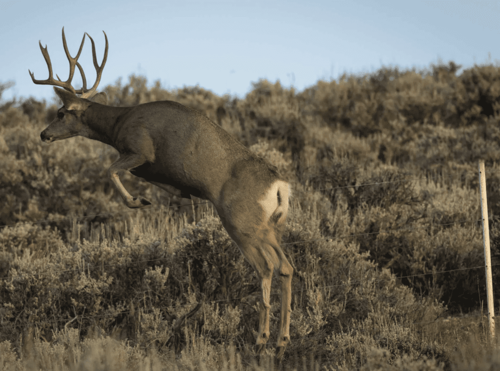 Mule Deer crossing Ag fence Photo Credit: MDF