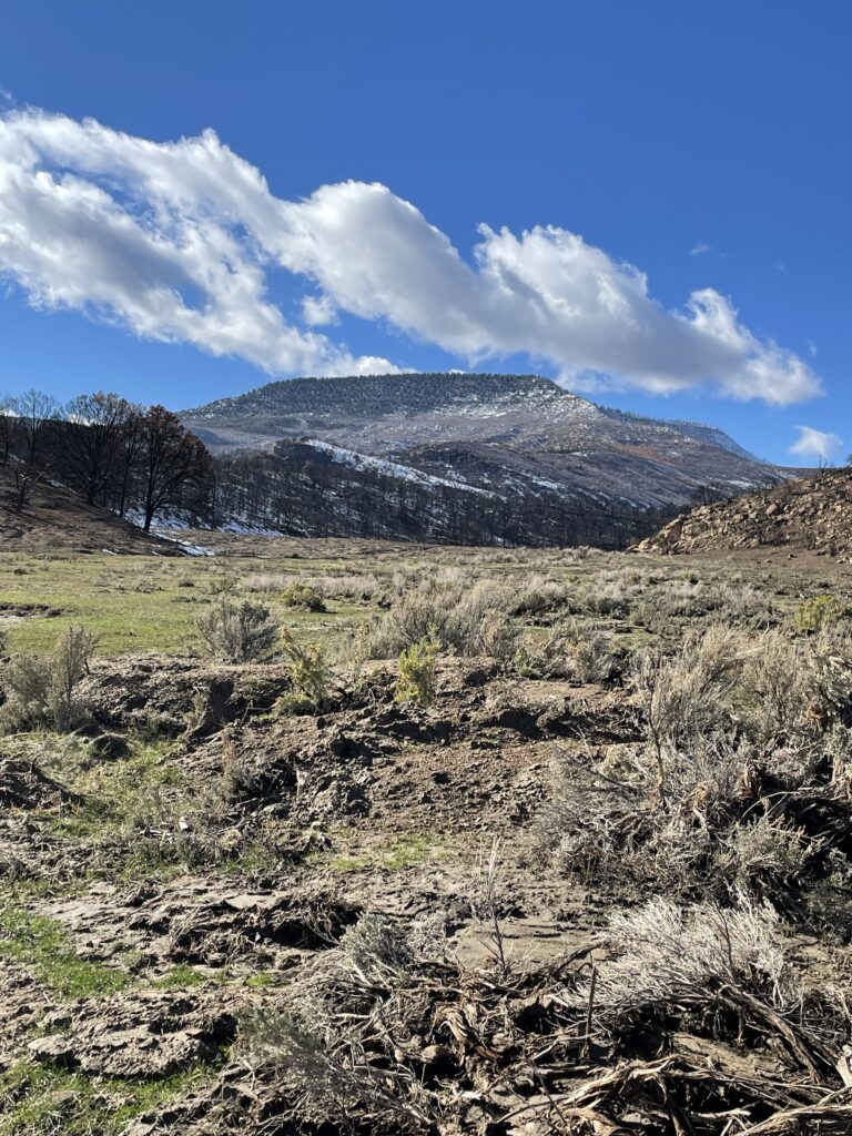 Few things in the West are as impressive as mule deer on the move. Each year, herds travel miles between summer and winter ranges, navigating rugged mountains, valleys, and human development along the way. These seasonal highways, known as migration corridors are critical to mule deer survival, and for hunters, they also present unique opportunities.