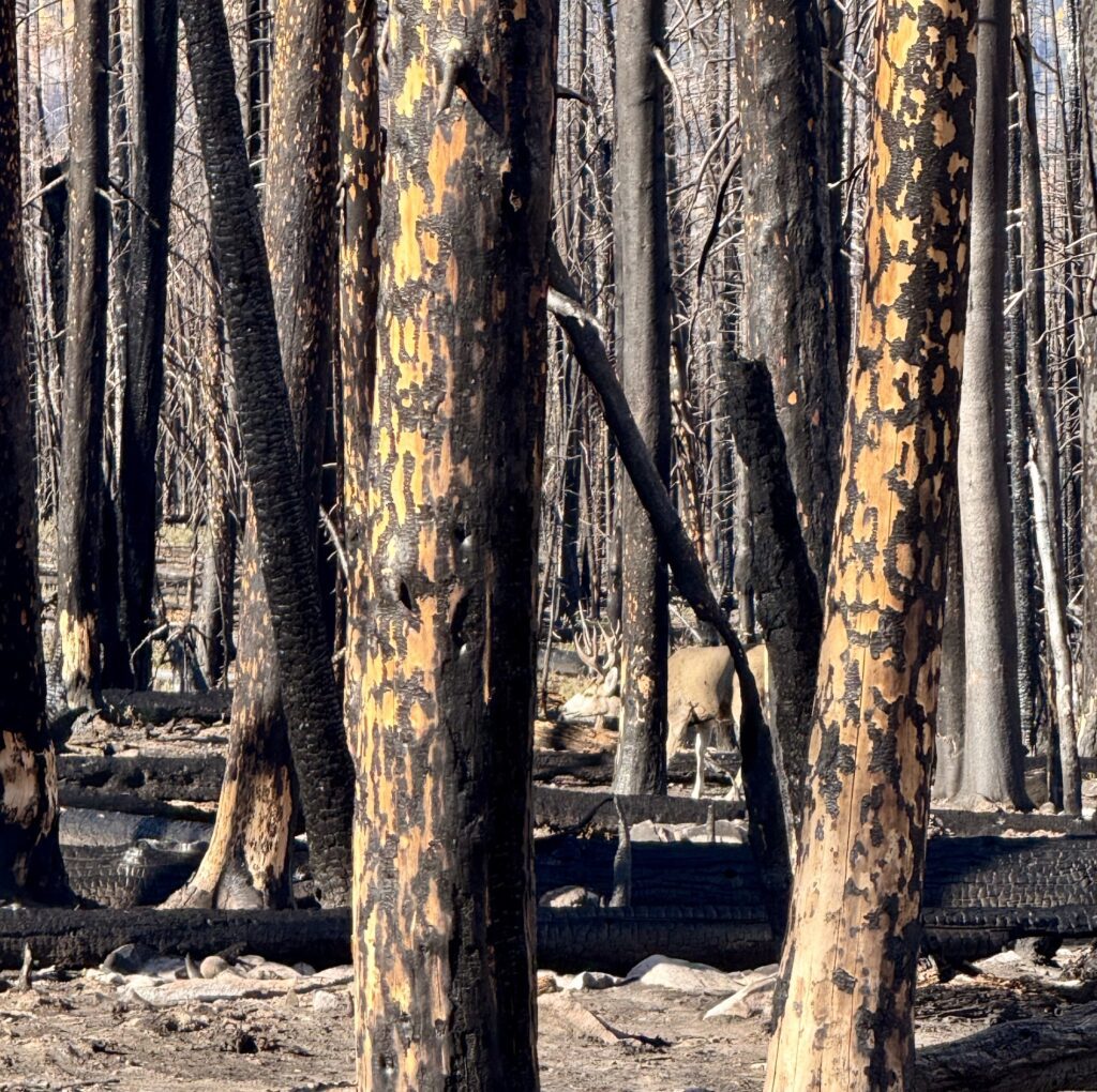 Whether you are hunting early or late season burn areas are a great place to notch your tag this season. Wildfire is one of the West’s most powerful forces. Fires are destructive, unpredictable, and often misunderstood. To the untrained eye, a burn scar looks like devastation. But to a mule deer, it can look like opportunity. In the years after a wildfire, the landscape transforms into a mosaic of nutrient-rich regrowth, young shrubs, and open feeding grounds, all prime habitat for mule deer recovery and herd growth.