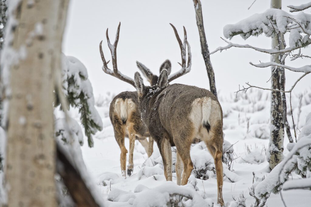 Late-season mule deer hunting offers a unique blend of challenge and opportunity. As November fades into December and winter settles over the West, hunters face both the beauty and the brutality of cold-weather conditions. Snow, wind, and freezing temperatures make access difficult, but they also reveal the habits and patterns of mule deer in ways that earlier seasons cannot. Understanding the dual role of weather is key to a successful late-season hunt.