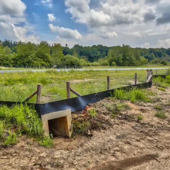 Wildlife crossing habitat restoration site with fencing