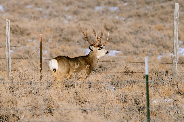 Mule deer buck standing on a grassy hillside
