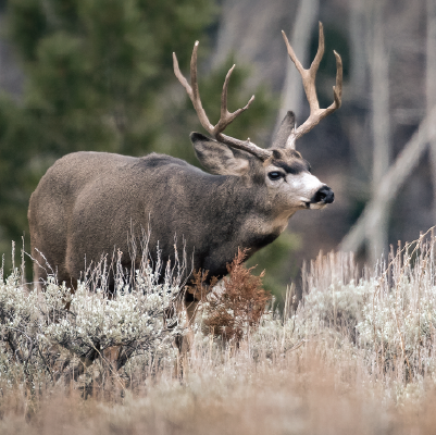 Maybe a mule deer