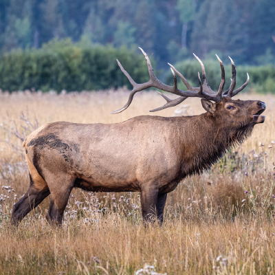 Image for choice number 4