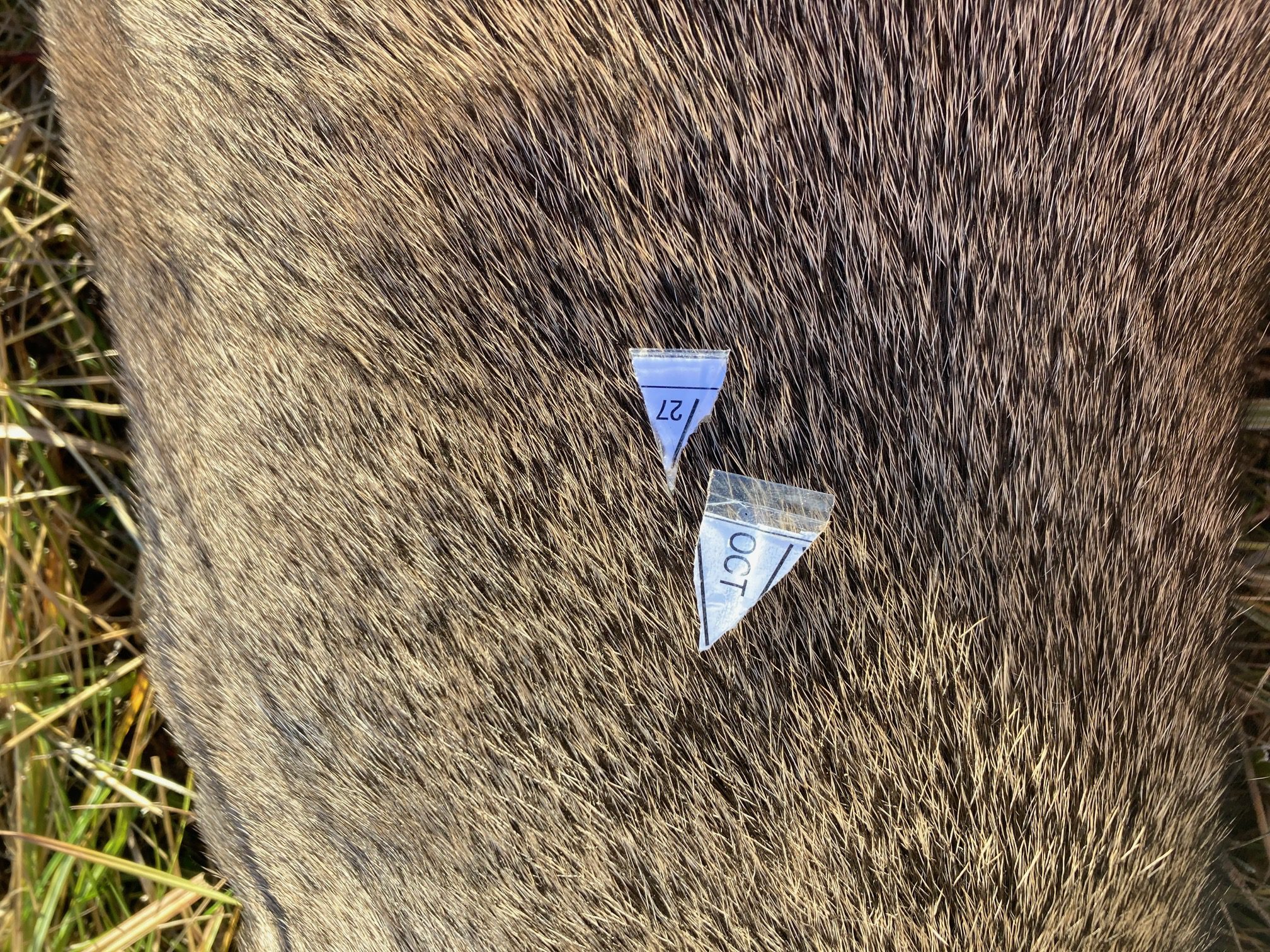 “My Perfect Mule Deer Rifle”