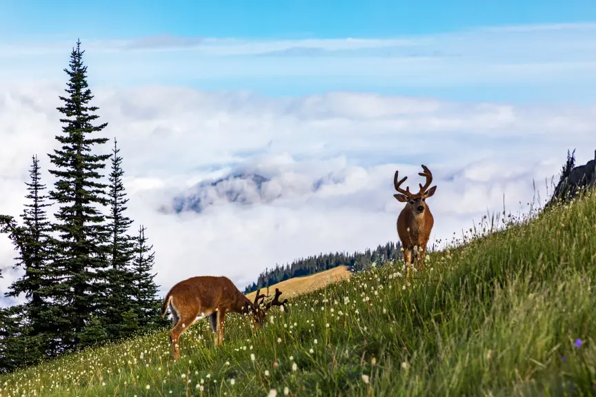 Two mule deer bucks grazing in a mountain meadow with clouds