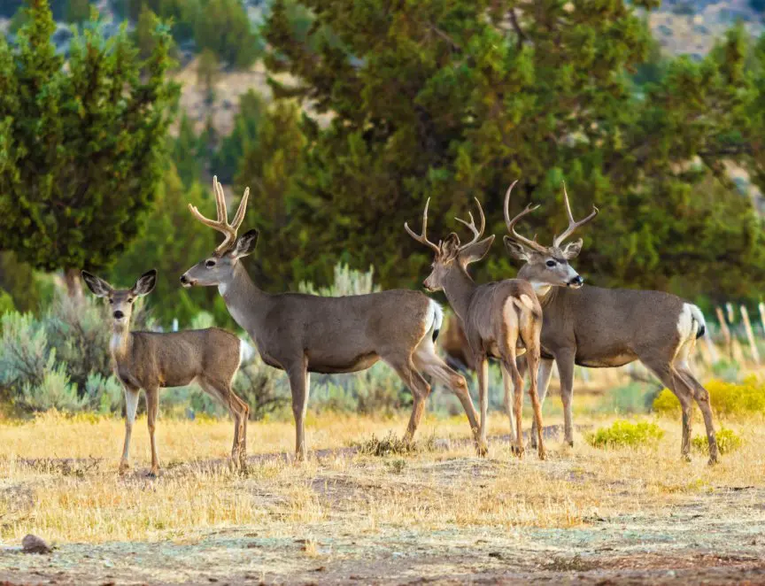 Mule deer family in a forested habitat