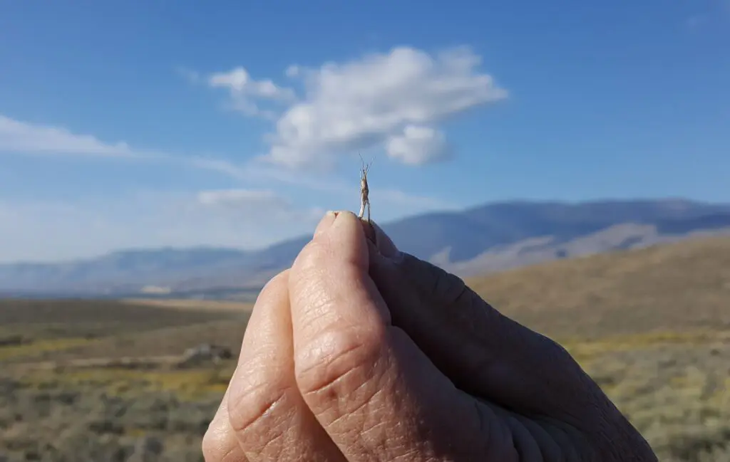 Hand holding a small insect with mountain backdrop.