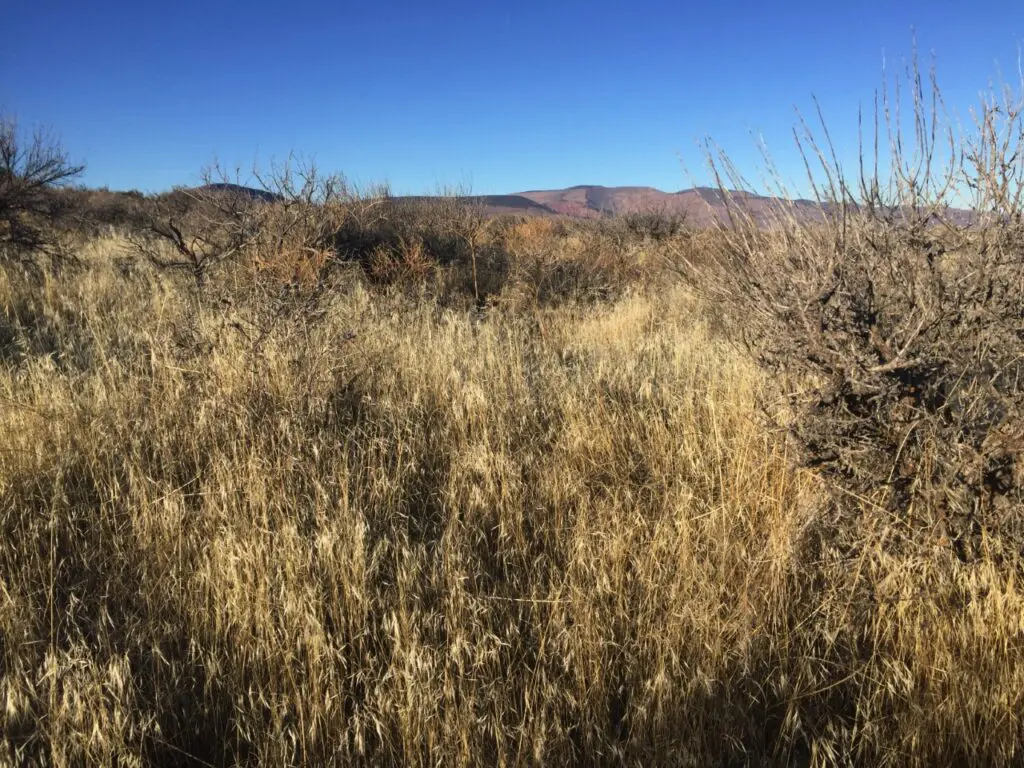 Sagebrush habitat in a natural setting with dry grass and bushes.