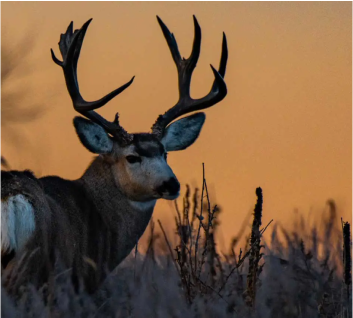 Mule deer buck against a sunset background