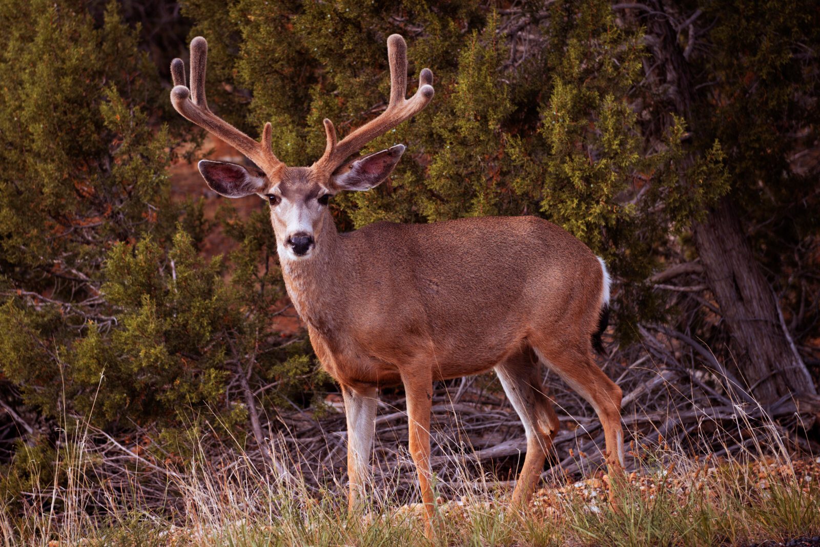 Mule deer buck in a forest setting.
