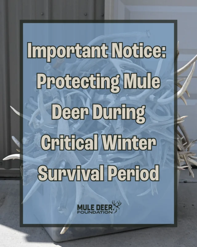 As spring approaches, mule deer are in their most vulnerable state of the year. Disturbance during this critical winter survival period—especially from shed hunting, motorized travel, and dogs—can cost them the energy they need to make it through.

Please respect seasonal closures, limit travel in winter range areas, and avoid dawn and dusk activity. If you're recreating in these zones, keep group sizes small and leave dogs at home.

Every step we take to minimize stress makes a difference. Let’s all do our part to give mule deer the best chance to survive and thrive.

Learn more at the link in our bio.