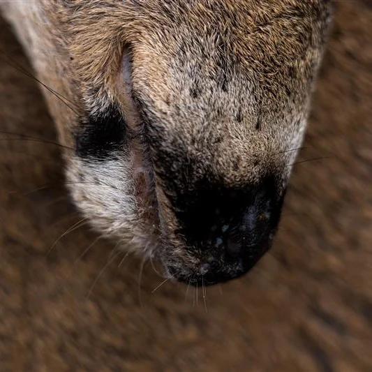 Check out @mandy_carlstrom's amazing photography in her photo essay 'The Old Gravel Road' in the Spring Issue of the MDF Magazine. Make sure to become an MDF member within the next week if you want the Summer Edition of the Mule Deer Foundation Magazine!