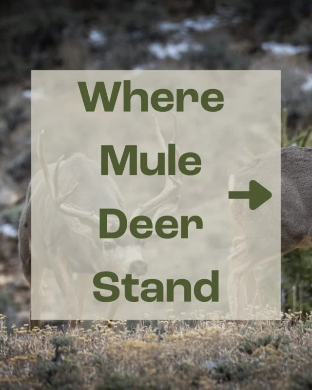 Mule deer have survived fire, predators, and harsh winters. But in 2024, their future depends on us. Some herds are stable. Others are struggling. And the pressures—drought, disease, development—aren’t letting up. In our latest blog, Michael Luby breaks down the good, the bad, and the ugly of where mule deer stand today—and what it’ll take to protect their future across the West.

Learn more at the link in our bio!